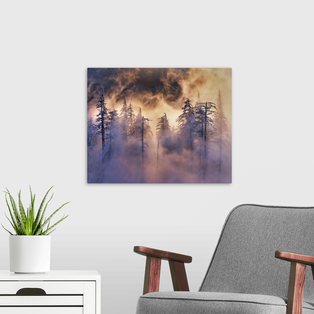 A modern room featuring USA, Oregon, Mt Hood National Forest. Evergreens in fog.