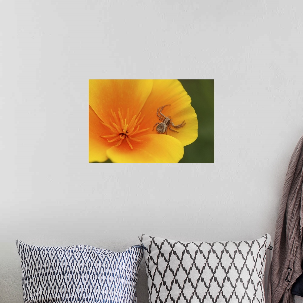 A bohemian room featuring USA, Oregon, Multnomah County. Crab spider on poppy flower.