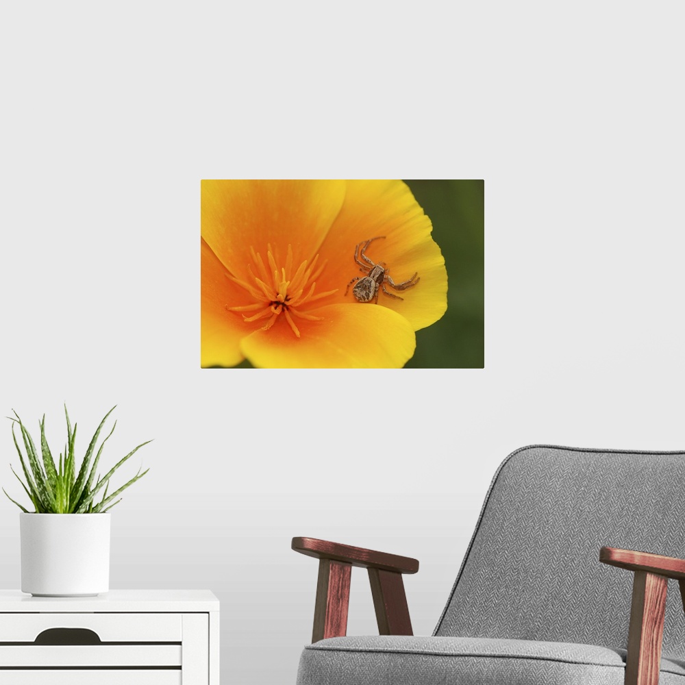 A modern room featuring USA, Oregon, Multnomah County. Crab spider on poppy flower.