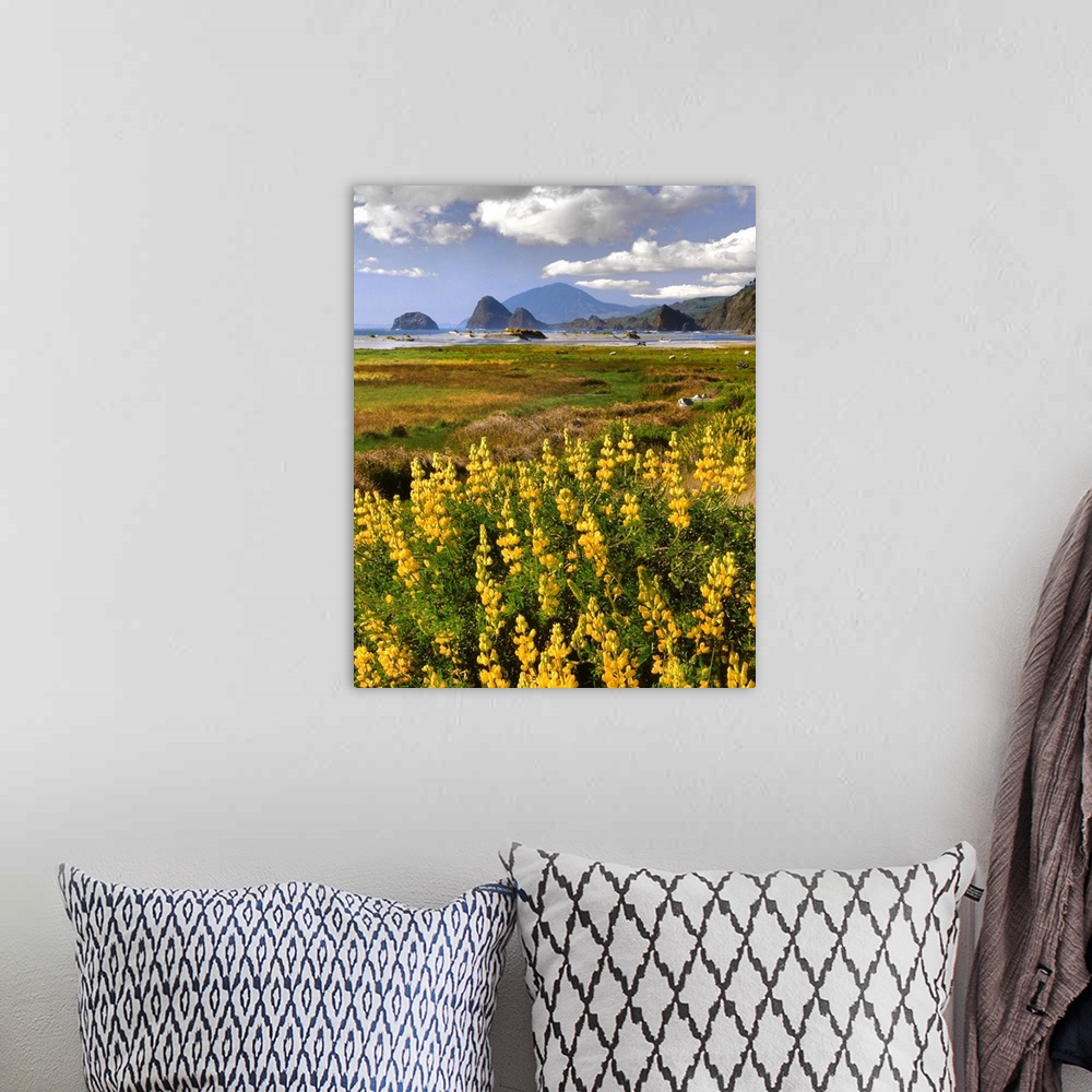 A bohemian room featuring USA, Oregon, Ophir. Landscape of yellow lupine and ocean beach.