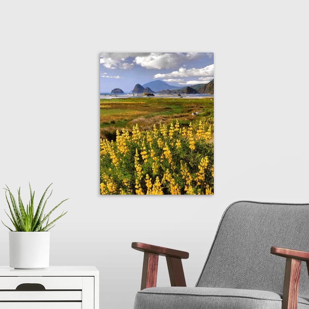 A modern room featuring USA, Oregon, Ophir. Landscape of yellow lupine and ocean beach.