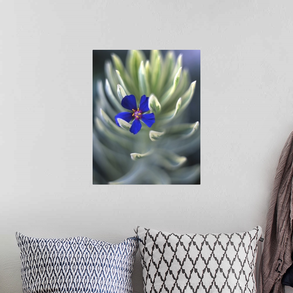 A bohemian room featuring USA, Oregon, Portland, Close-up of blue pimpernel bloom caught on euphorbia plant.