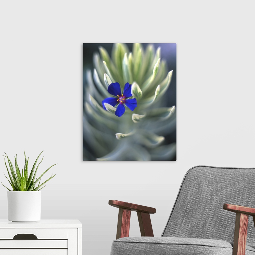 A modern room featuring USA, Oregon, Portland, Close-up of blue pimpernel bloom caught on euphorbia plant.