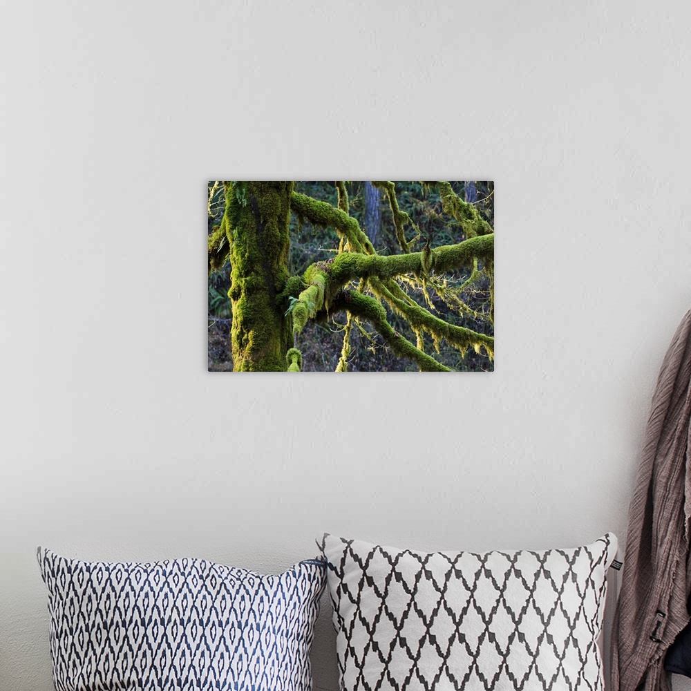 A bohemian room featuring Oregon, Silver Falls State Park, moss on Big Leaf Maple (Acer macrophyllum).