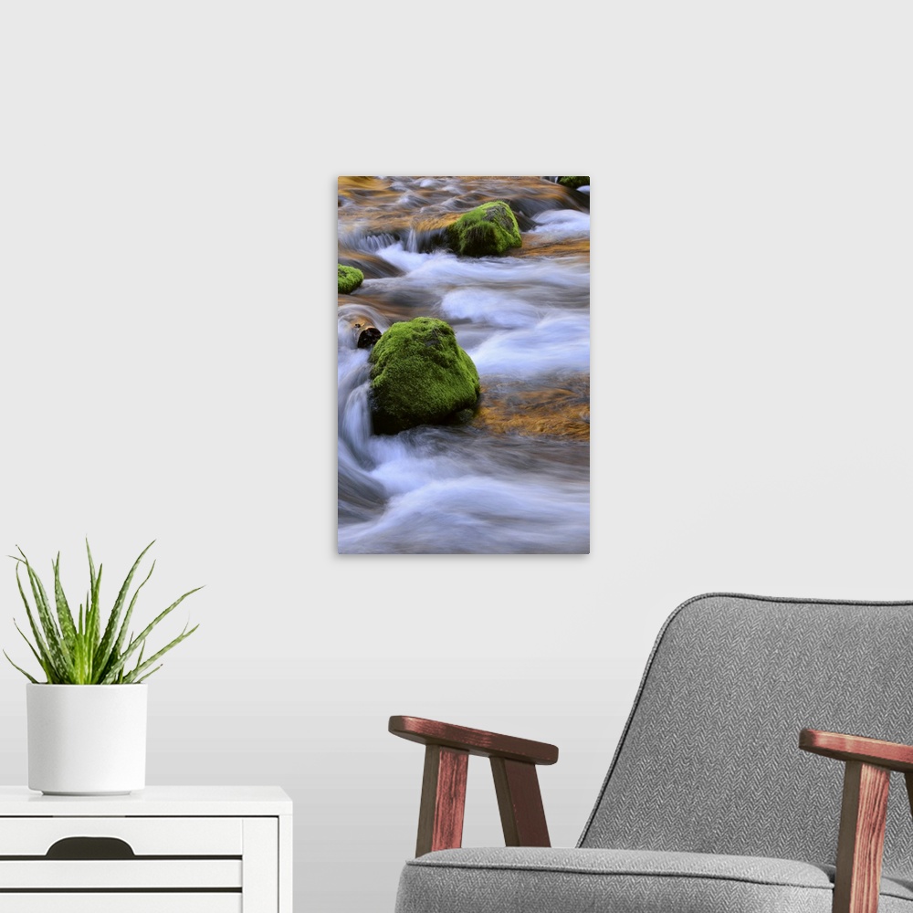 A modern room featuring USA, Oregon, Willamette National Forest. McKenzie River flowing over moss-covered rocks.