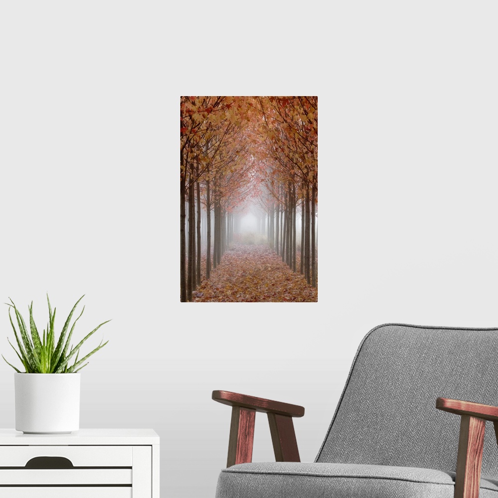 A modern room featuring USA, Oregon, Willamette Valley. Rows of autumn-colored maple trees form pathway in fog.