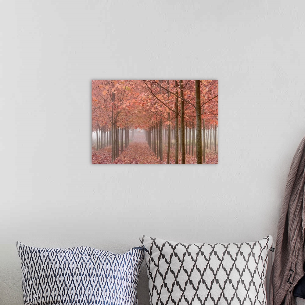 A bohemian room featuring USA, Oregon, Willamette Valley. Rows of autumn-colored maple trees form patterns in fog.