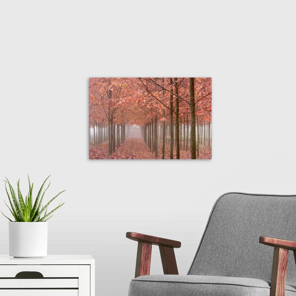 A modern room featuring USA, Oregon, Willamette Valley. Rows of autumn-colored maple trees form patterns in fog.