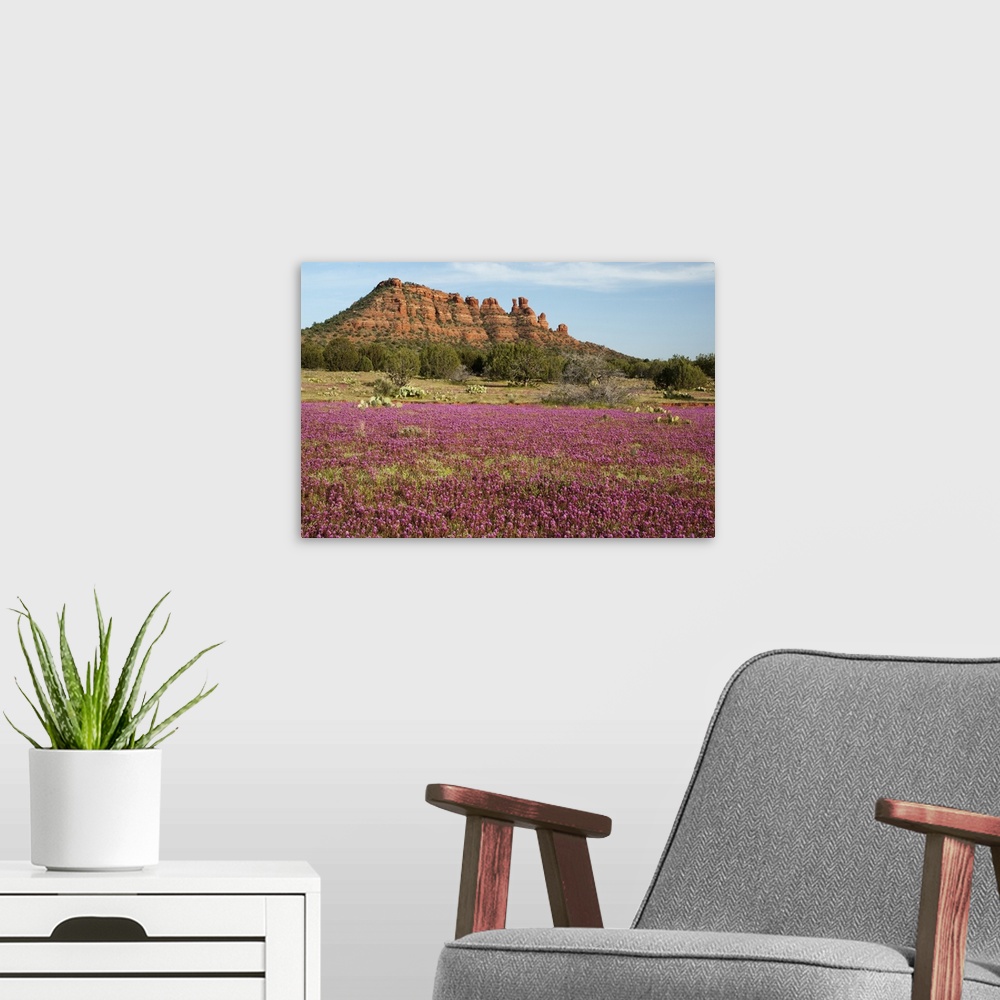 A modern room featuring Owl clover blooming in the high desert, Sedona, Arizona, at the Cockscomb.