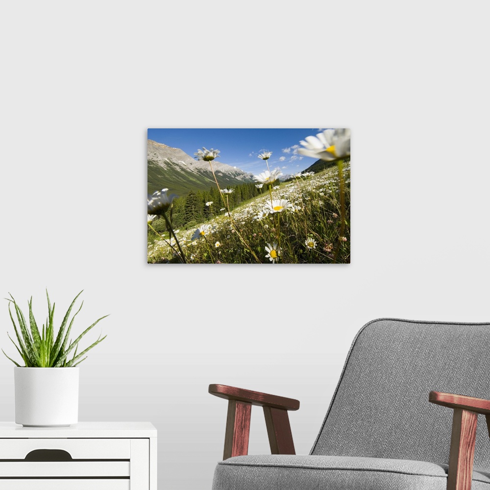 A modern room featuring Oxeye daisies, Leucanthemum vulgare, Kananaskis Range, Peter Lougheed Provincial Park, Kananaskis...