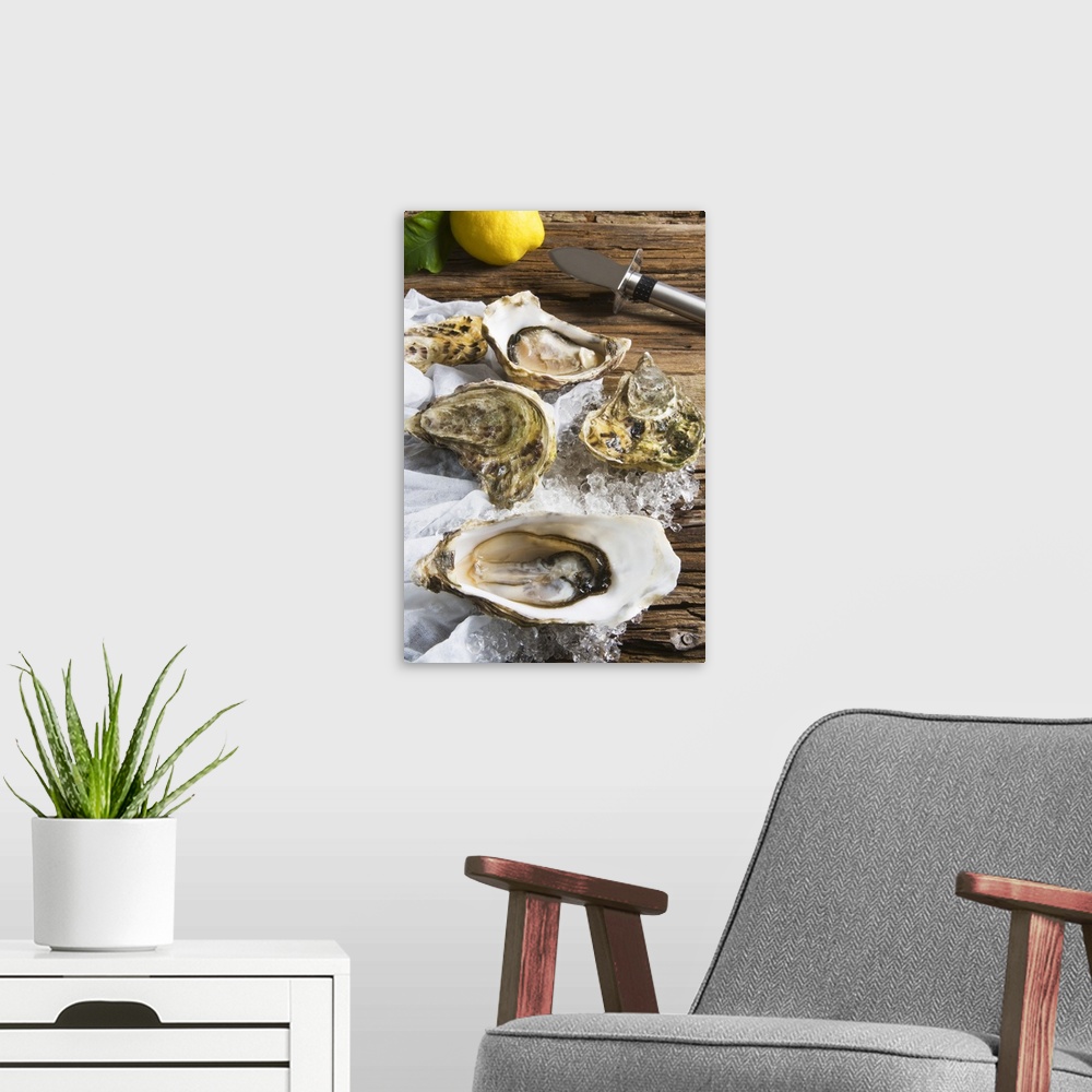 A modern room featuring Oysters on ice (Ostrea edulis).