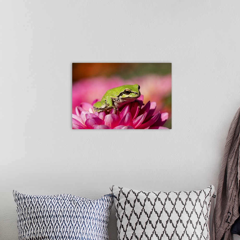 A bohemian room featuring Pacific green tree frog on dahlia