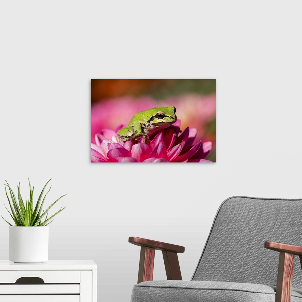 A modern room featuring Pacific green tree frog on dahlia