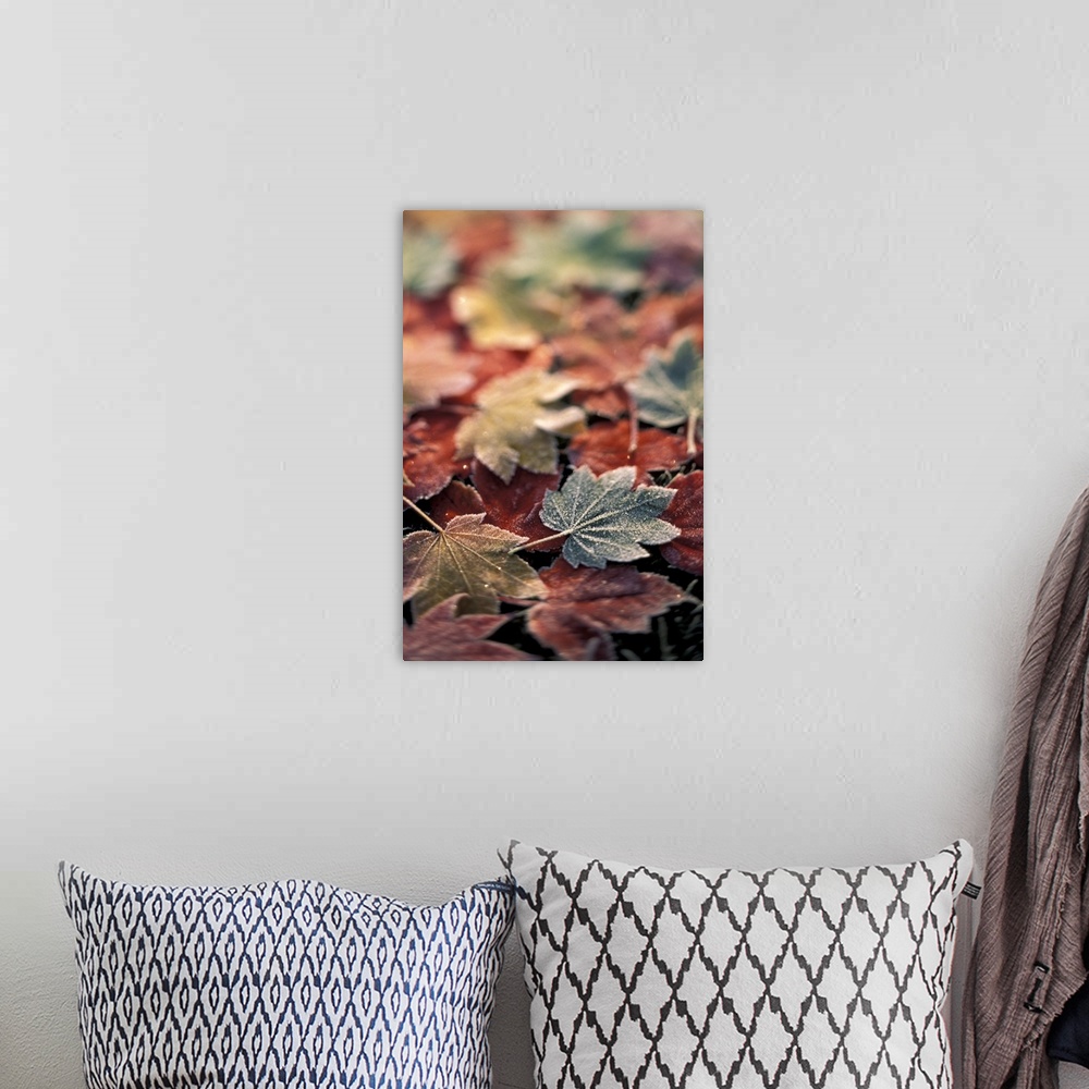A bohemian room featuring USA, Pacific  Northwest.Japanese maple leaves (Acer Palmatum), selective focus
