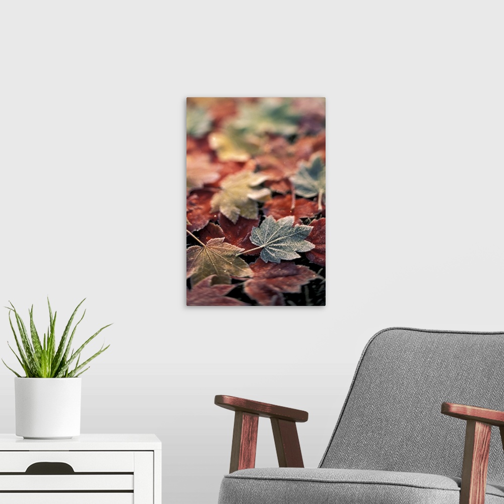 A modern room featuring USA, Pacific  Northwest.Japanese maple leaves (Acer Palmatum), selective focus