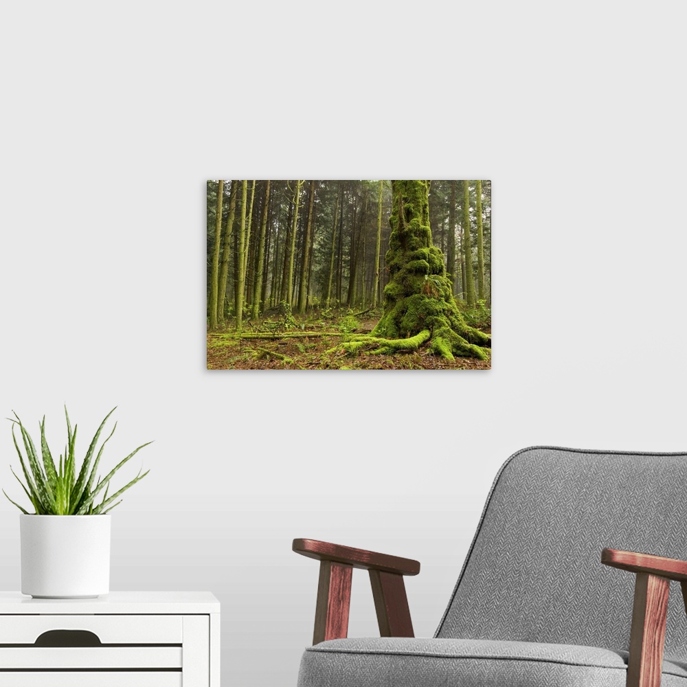 A modern room featuring Pacific temperate rainforest, Stanley Park, British Columbia