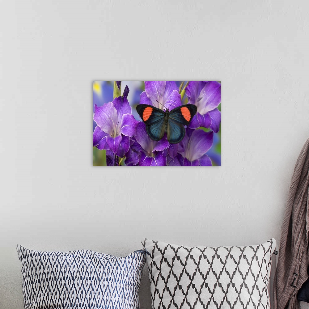 A bohemian room featuring Painted Beauty Butterfly from the Amazon Region, Batesia hypochlora.