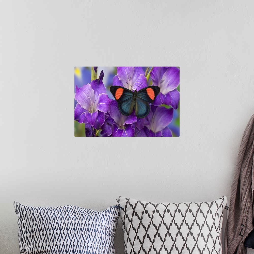 A bohemian room featuring Painted Beauty Butterfly from the Amazon Region, Batesia hypochlora.