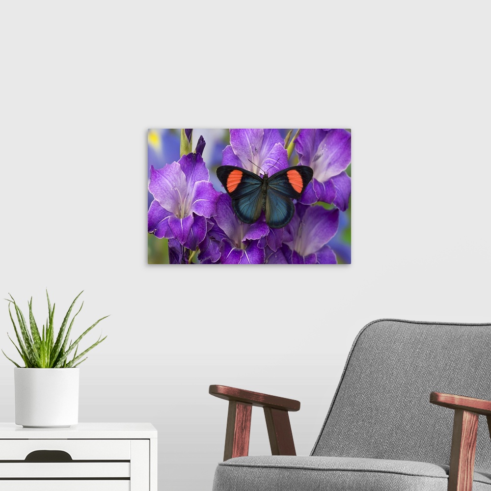 A modern room featuring Painted Beauty Butterfly from the Amazon Region, Batesia hypochlora.