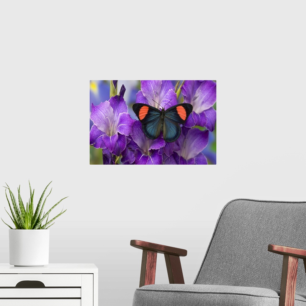 A modern room featuring Painted Beauty Butterfly from the Amazon Region, Batesia hypochlora.