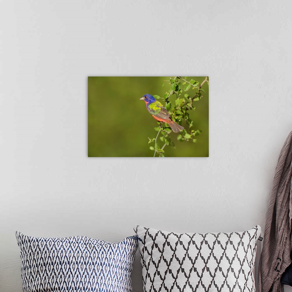A bohemian room featuring Painted Bunting (Passerina ciris) male perched in bush