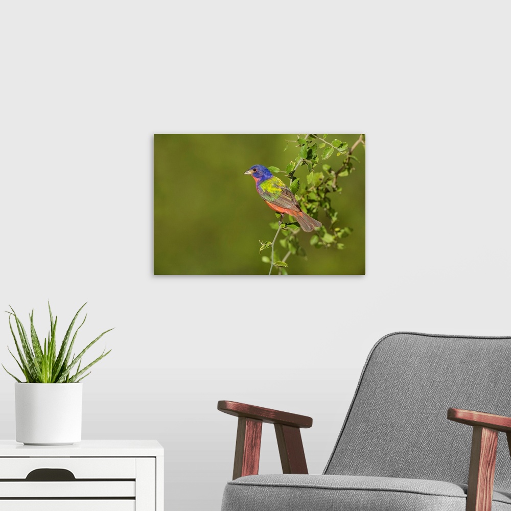 A modern room featuring Painted Bunting (Passerina ciris) male perched in bush
