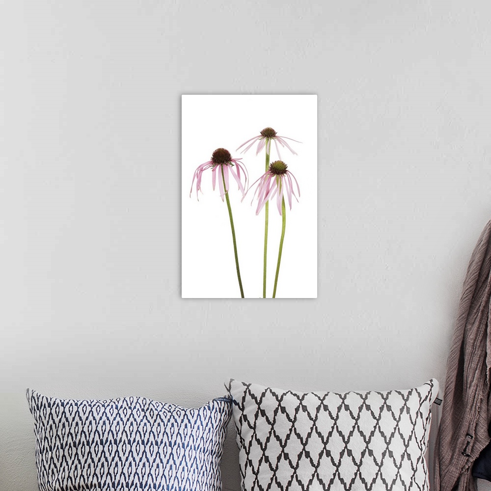 A bohemian room featuring Pale Purple Coneflowers, Marion County, Illinois, USA
