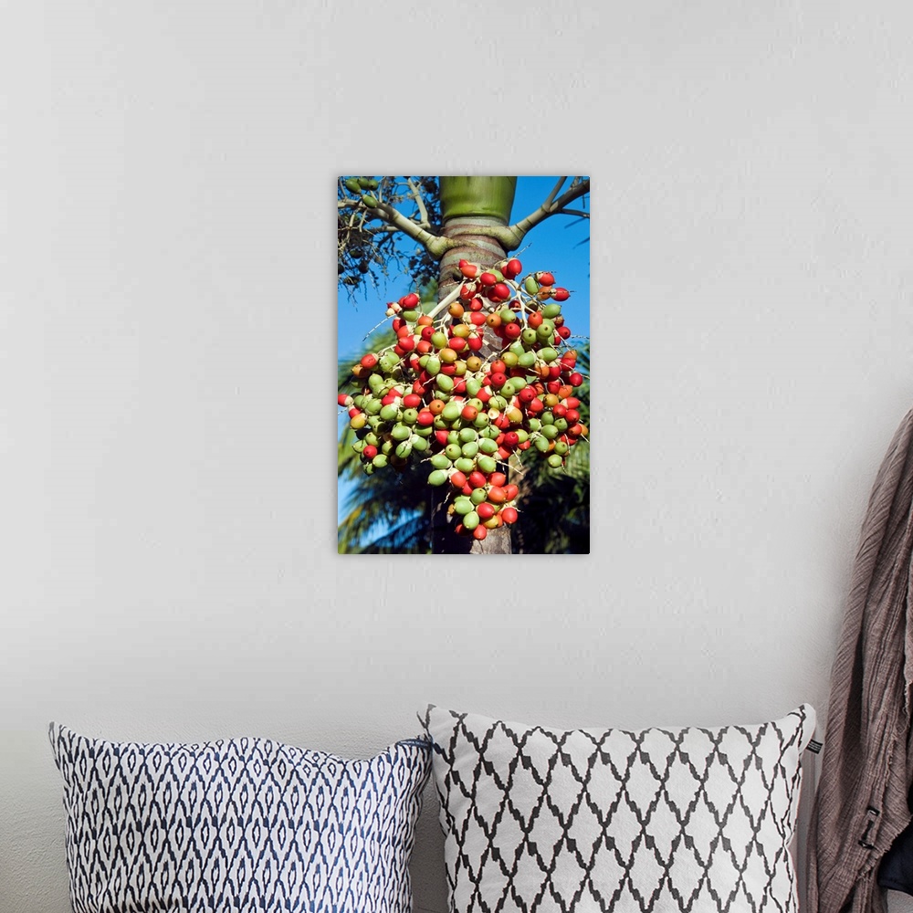 A bohemian room featuring Palm fruits, Antigua, West Indies, Caribbean, Central America