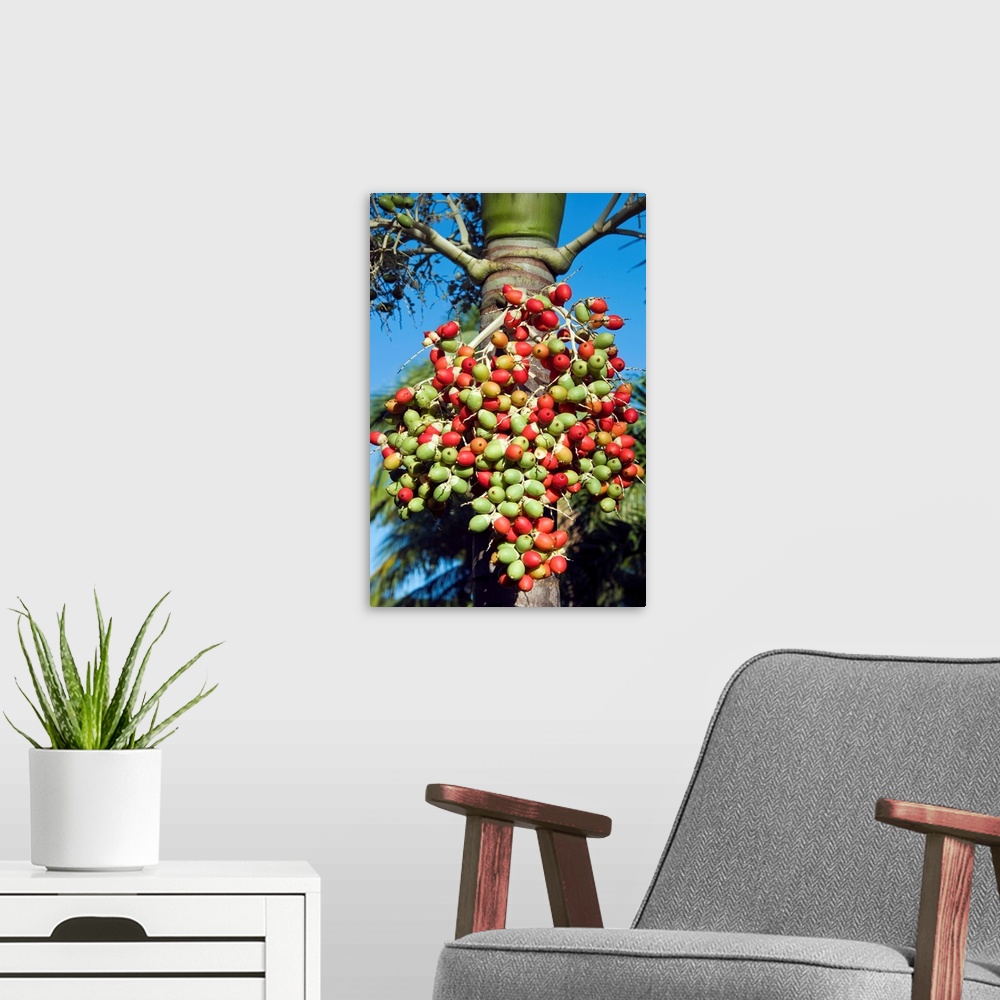 A modern room featuring Palm fruits, Antigua, West Indies, Caribbean, Central America