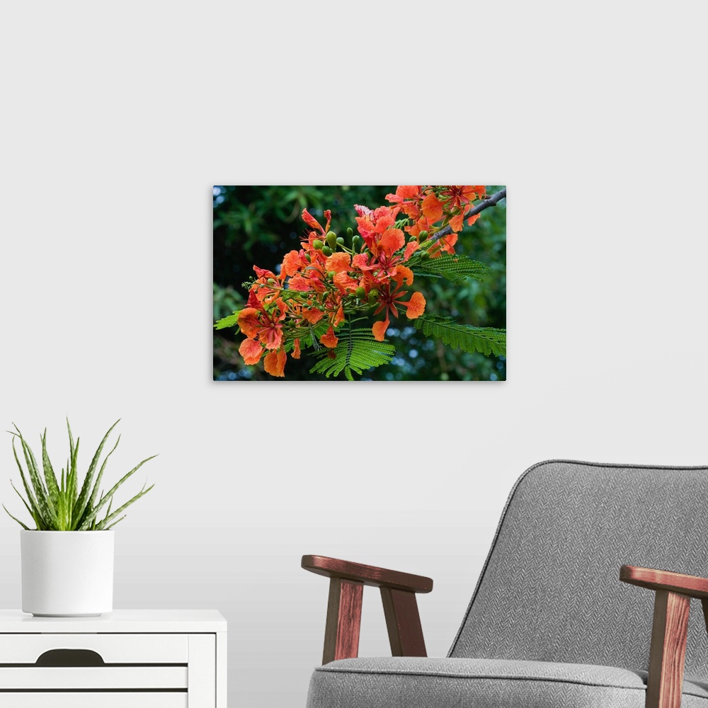 A modern room featuring Panama City, Panama, Royal Poinciana (Delonix regia), or Flamboyant Tree flowering in the park at...