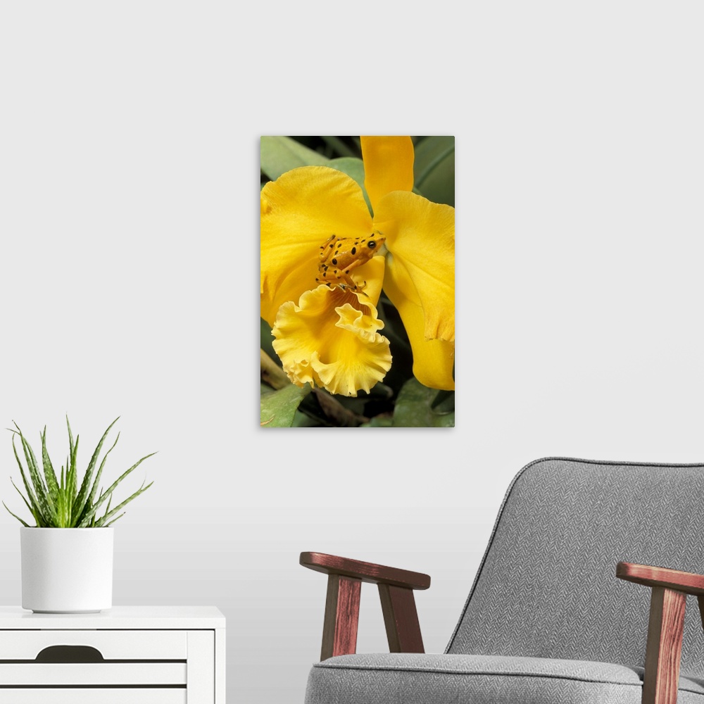 A modern room featuring Panama, El Nispero Region, Golden Frog on Yellow Bird Orchid.