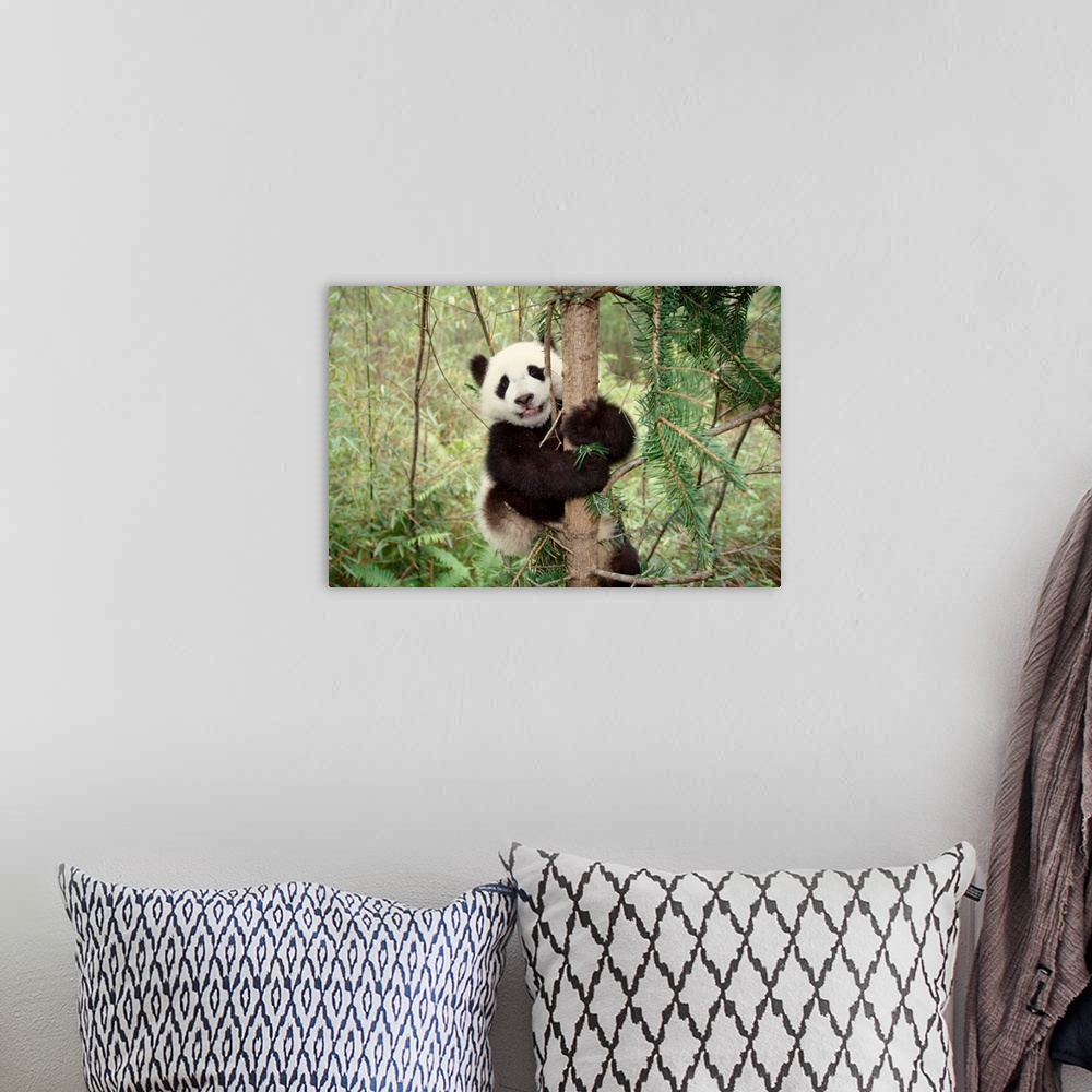 A bohemian room featuring Panda cub playing on tree, Wolong, Sichuan, China.