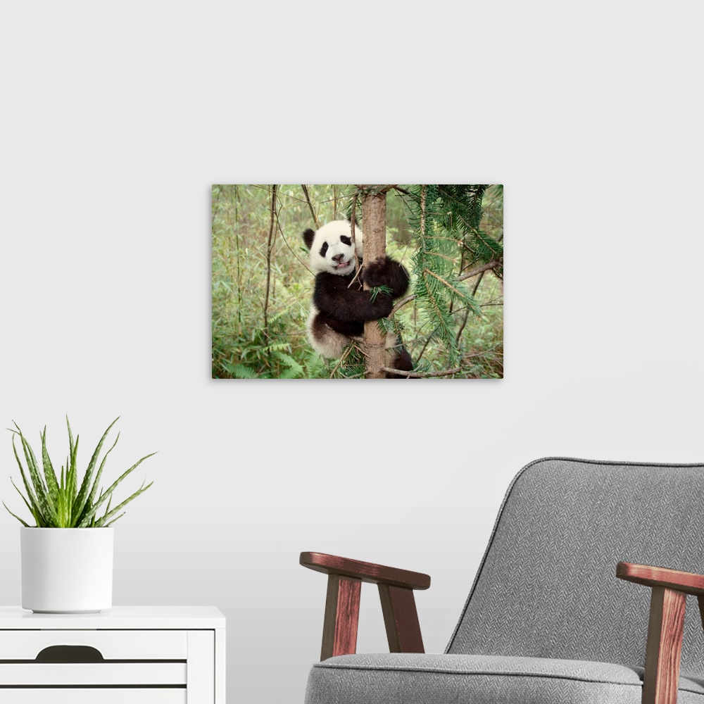 A modern room featuring Panda cub playing on tree, Wolong, Sichuan, China.