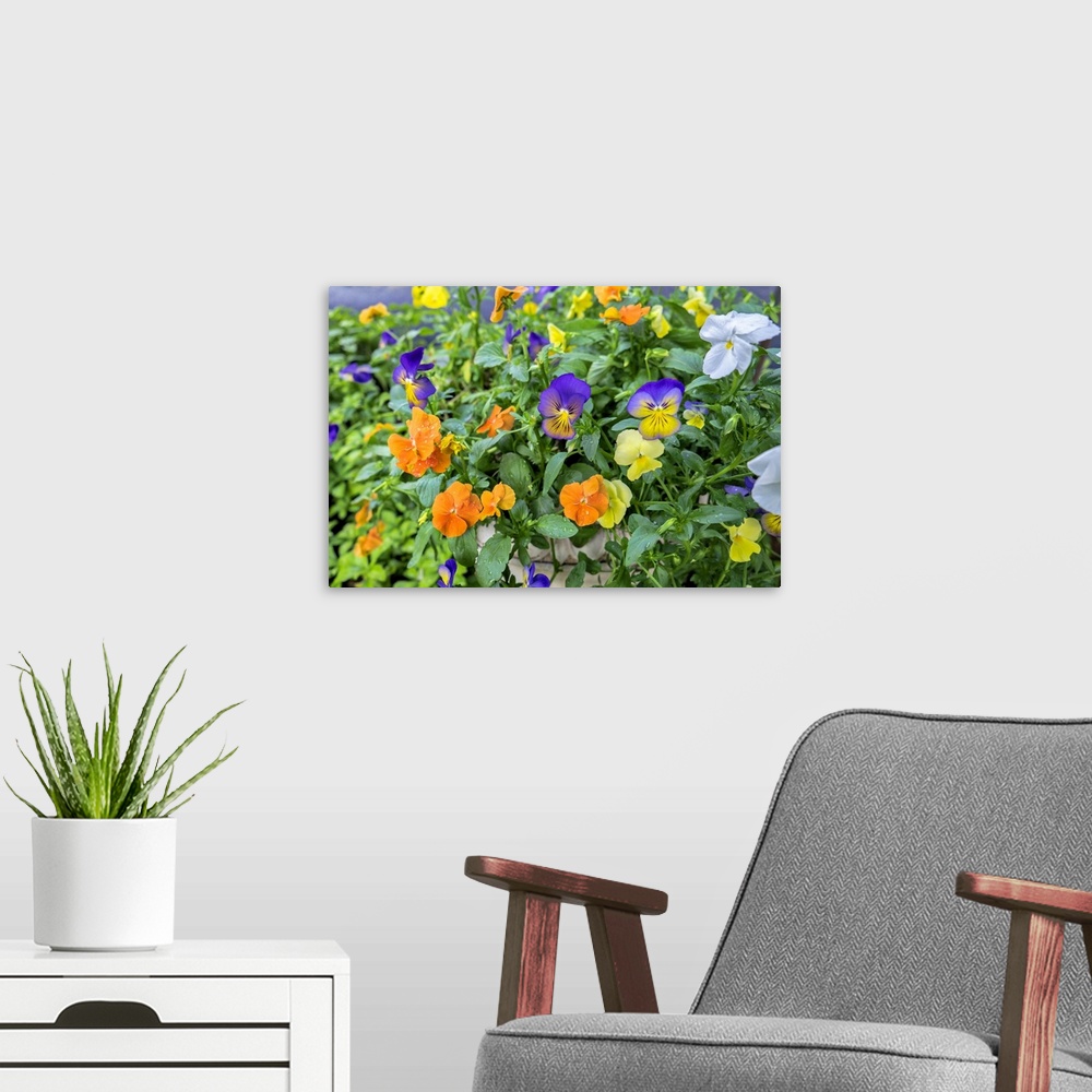 A modern room featuring Pansies With Morning Dew, USA