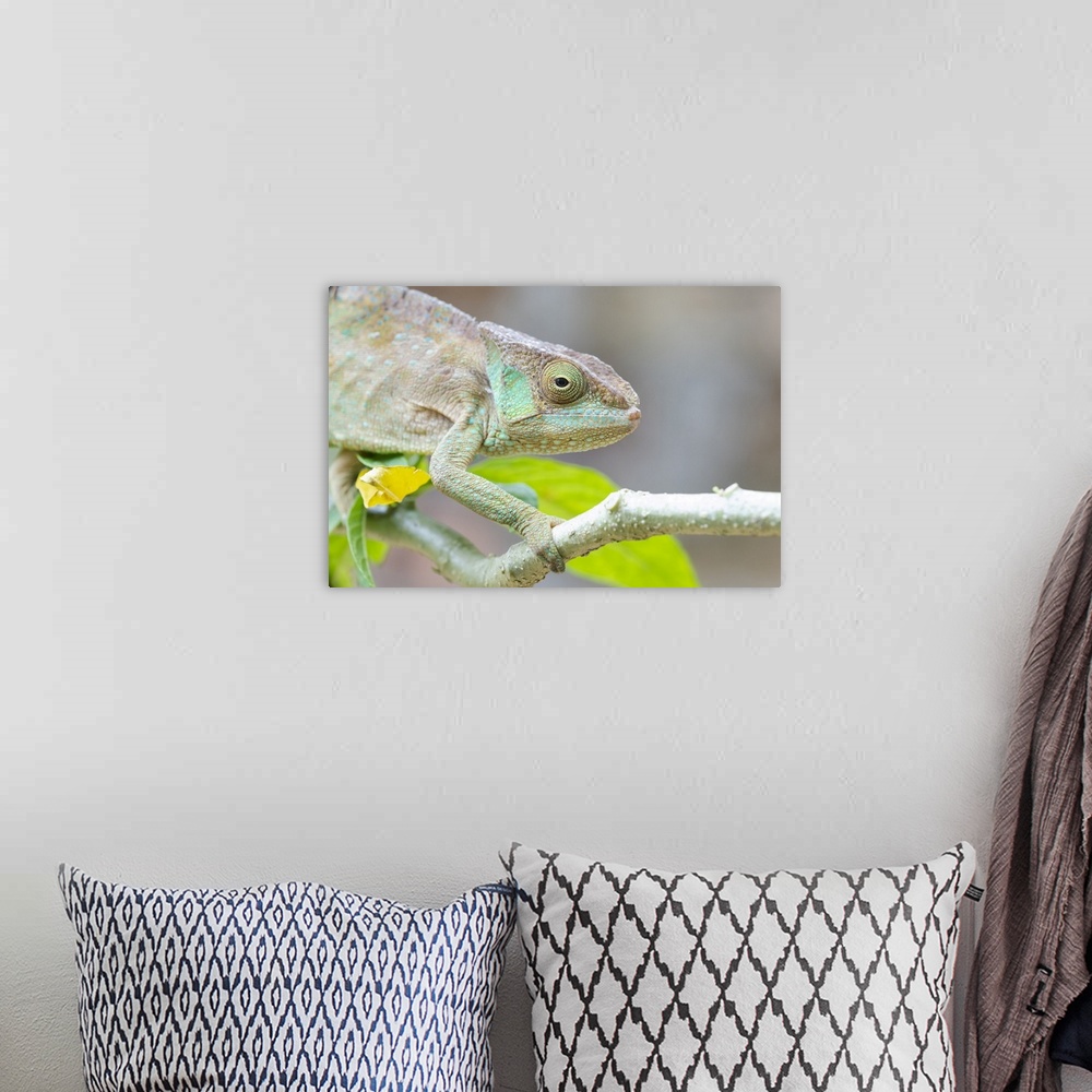 A bohemian room featuring Africa, Madagascar, Marozevo, Peyrieras Reptile Reserve. Portrait of a panther chameleon on a bra...