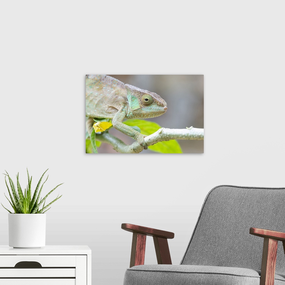 A modern room featuring Africa, Madagascar, Marozevo, Peyrieras Reptile Reserve. Portrait of a panther chameleon on a bra...