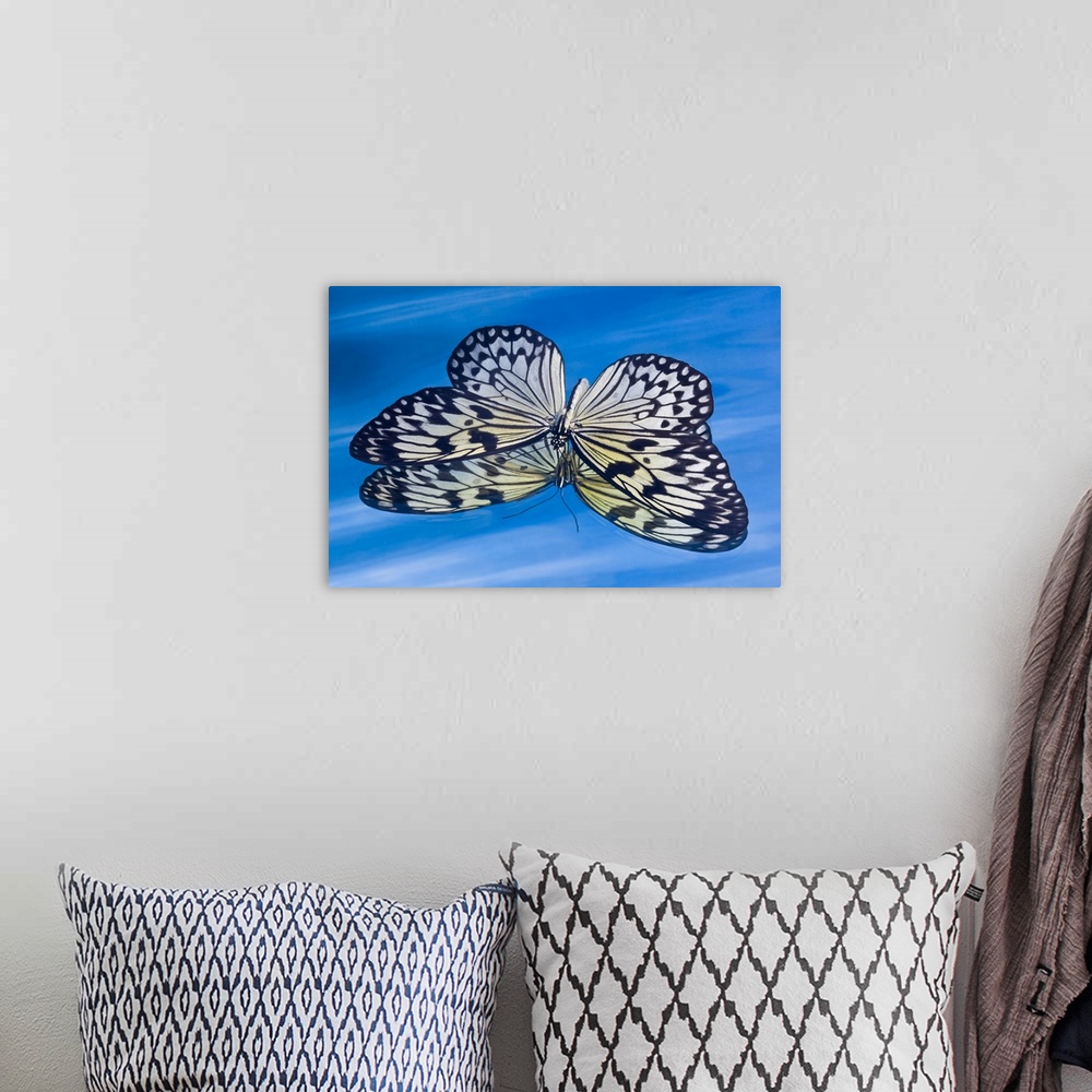 A bohemian room featuring Paper kite butterfly in reflection in blue water