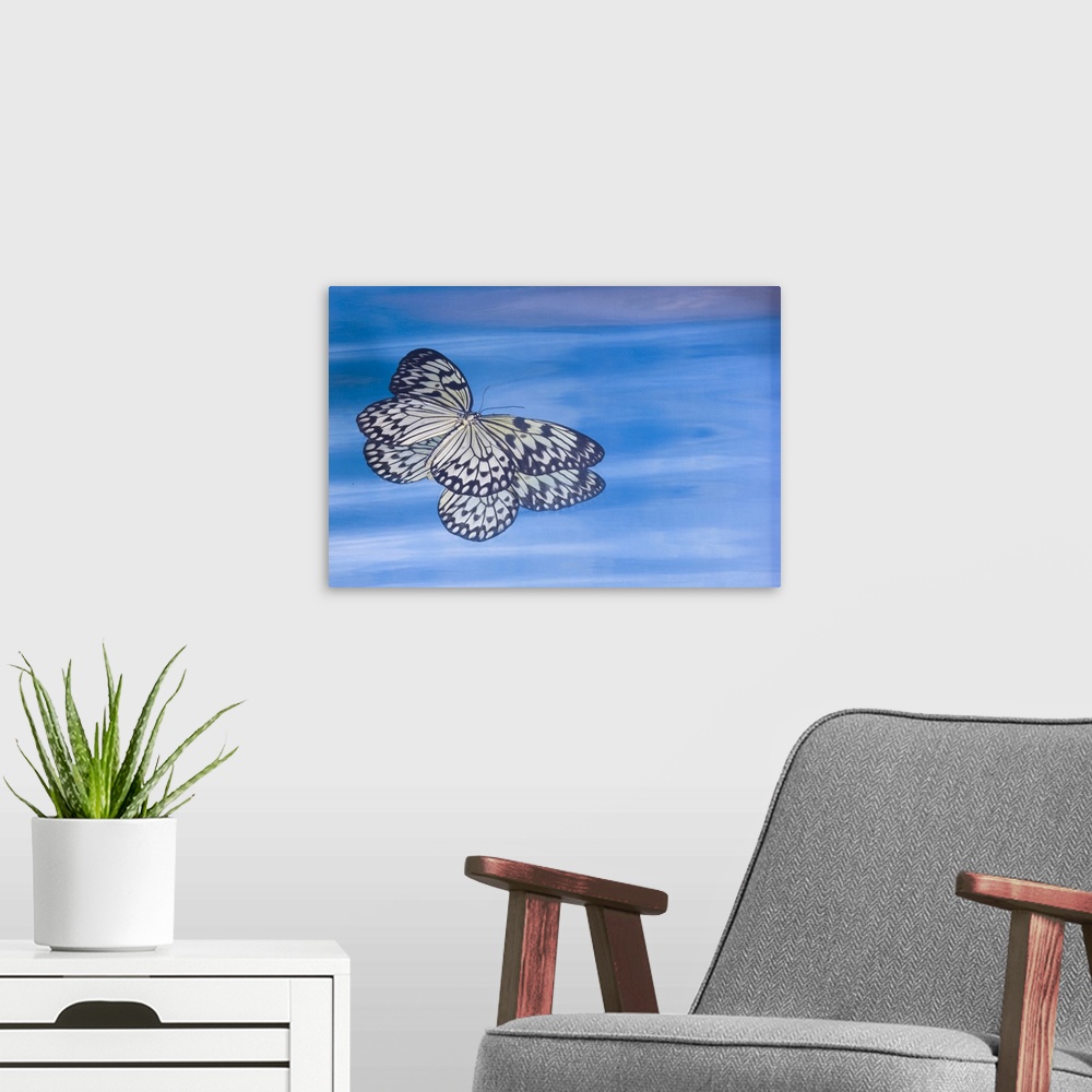 A modern room featuring Paper kite butterfly in reflection in blue water