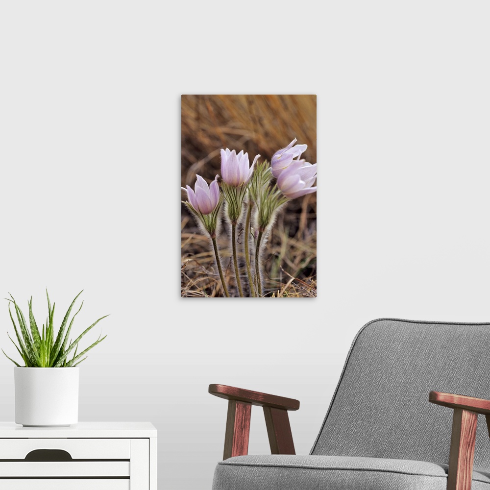 A modern room featuring Pasque Flowers