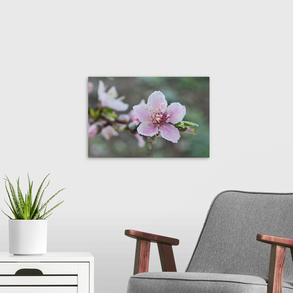 A modern room featuring Peach tree (Prunus persica), frost covered blossom, Texas, USA