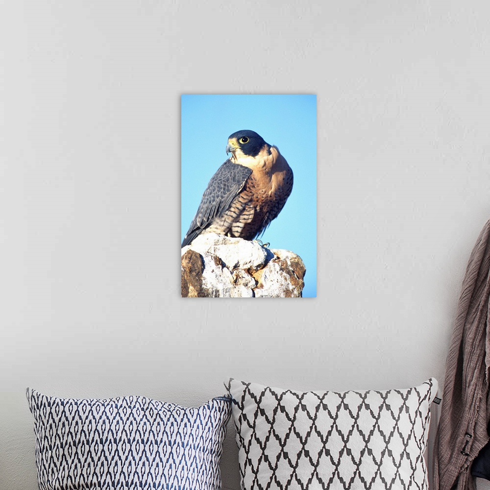 A bohemian room featuring Peregrine Falcon.Falco peregrinus.Native to US (Rehab Animal)