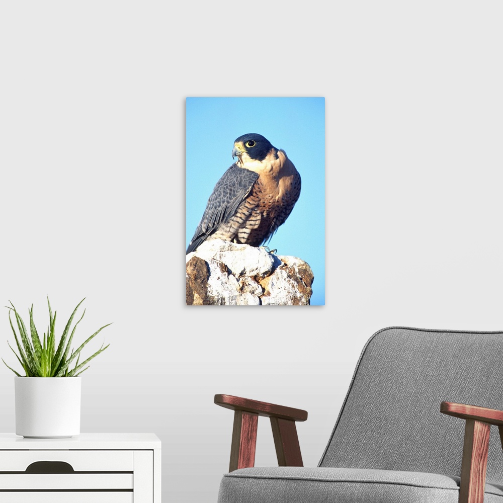 A modern room featuring Peregrine Falcon.Falco peregrinus.Native to US (Rehab Animal)