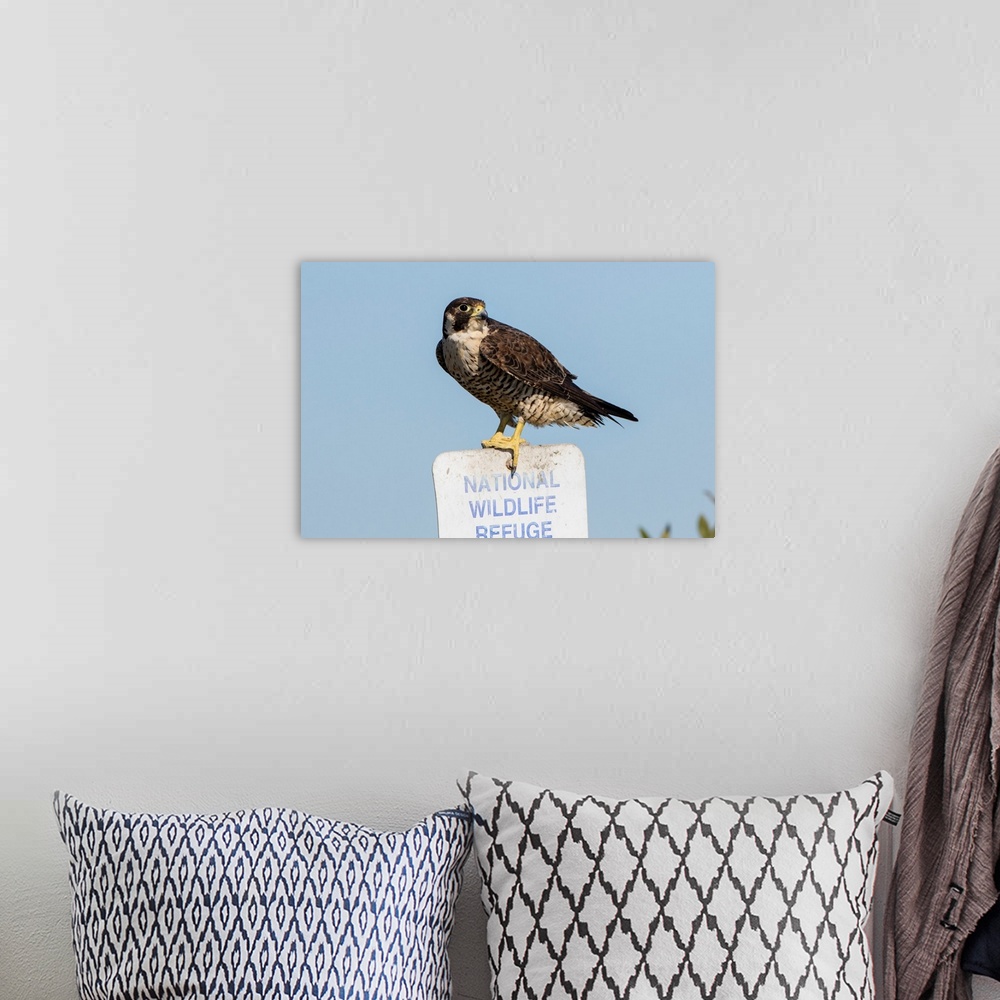 A bohemian room featuring Peregrine Falcon (Falcon peregrinus) adult perched