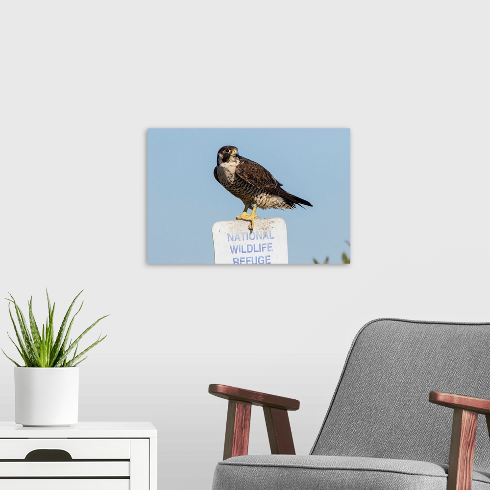 A modern room featuring Peregrine Falcon (Falcon peregrinus) adult perched