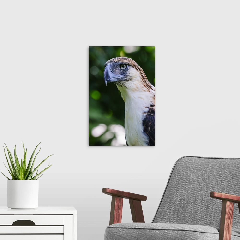 A modern room featuring Philippine Eagle, Davao, Mindanao, Philippines.