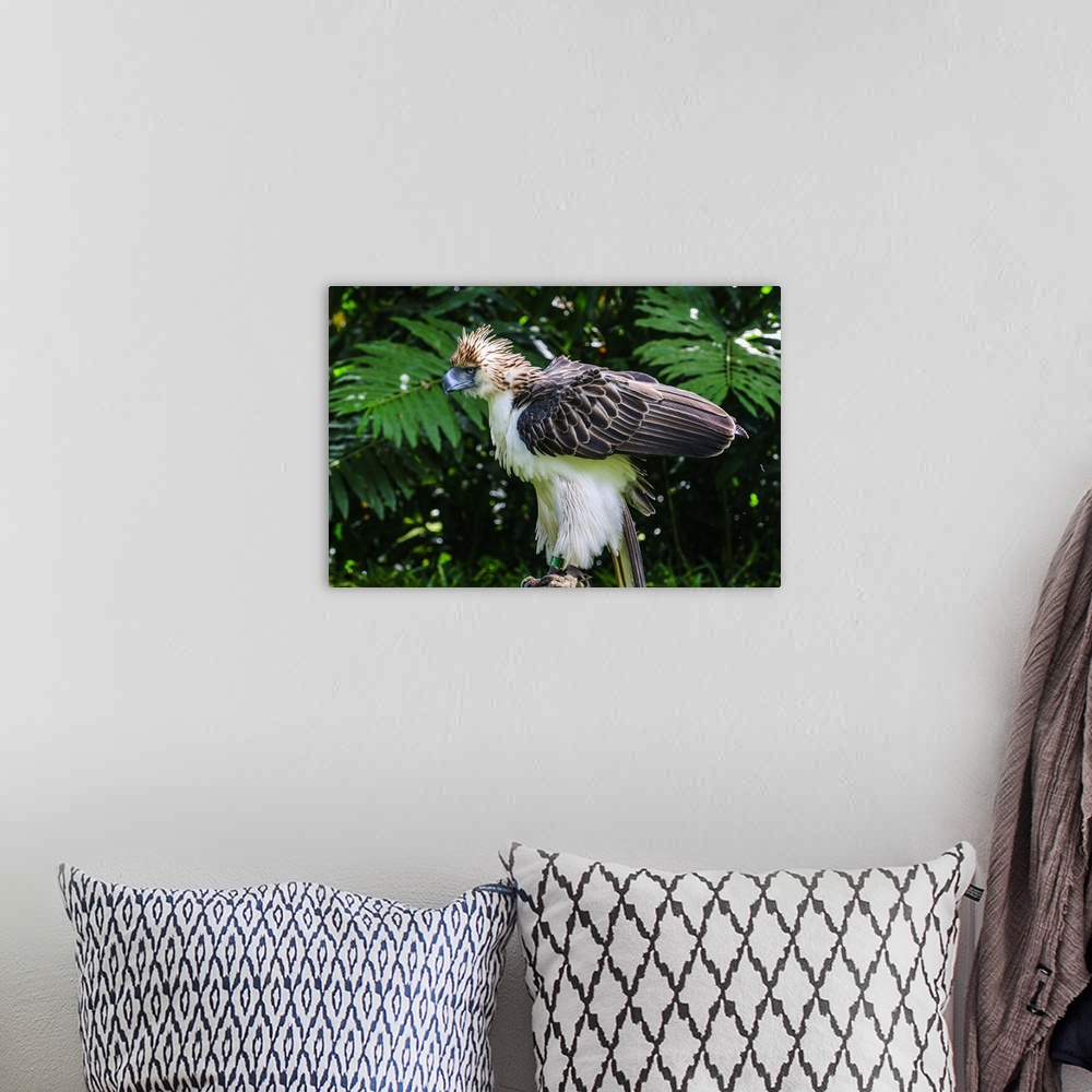 A bohemian room featuring Philippine Eagle, also known as the Monkey-eating Eagle, Davao, Mindanao, Philippines.