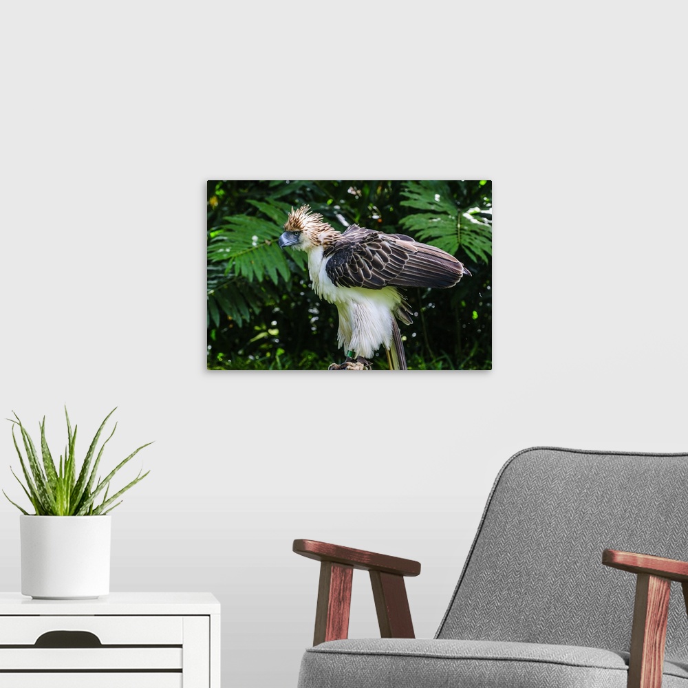 A modern room featuring Philippine Eagle, also known as the Monkey-eating Eagle, Davao, Mindanao, Philippines.