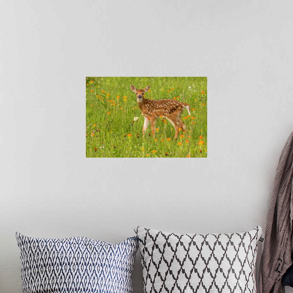 A bohemian room featuring Pine County. Captive fawn.