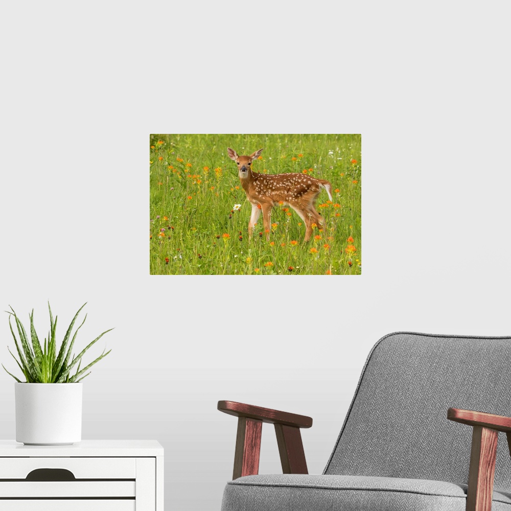 A modern room featuring Pine County. Captive fawn.