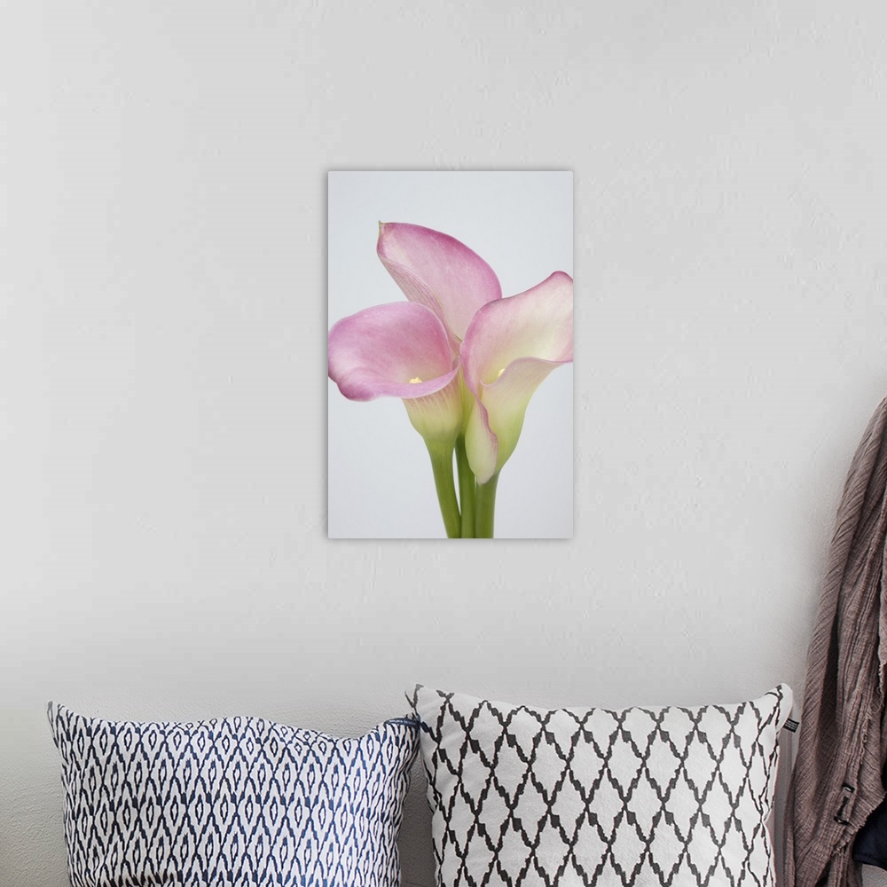 A bohemian room featuring Pink Calla Lilies